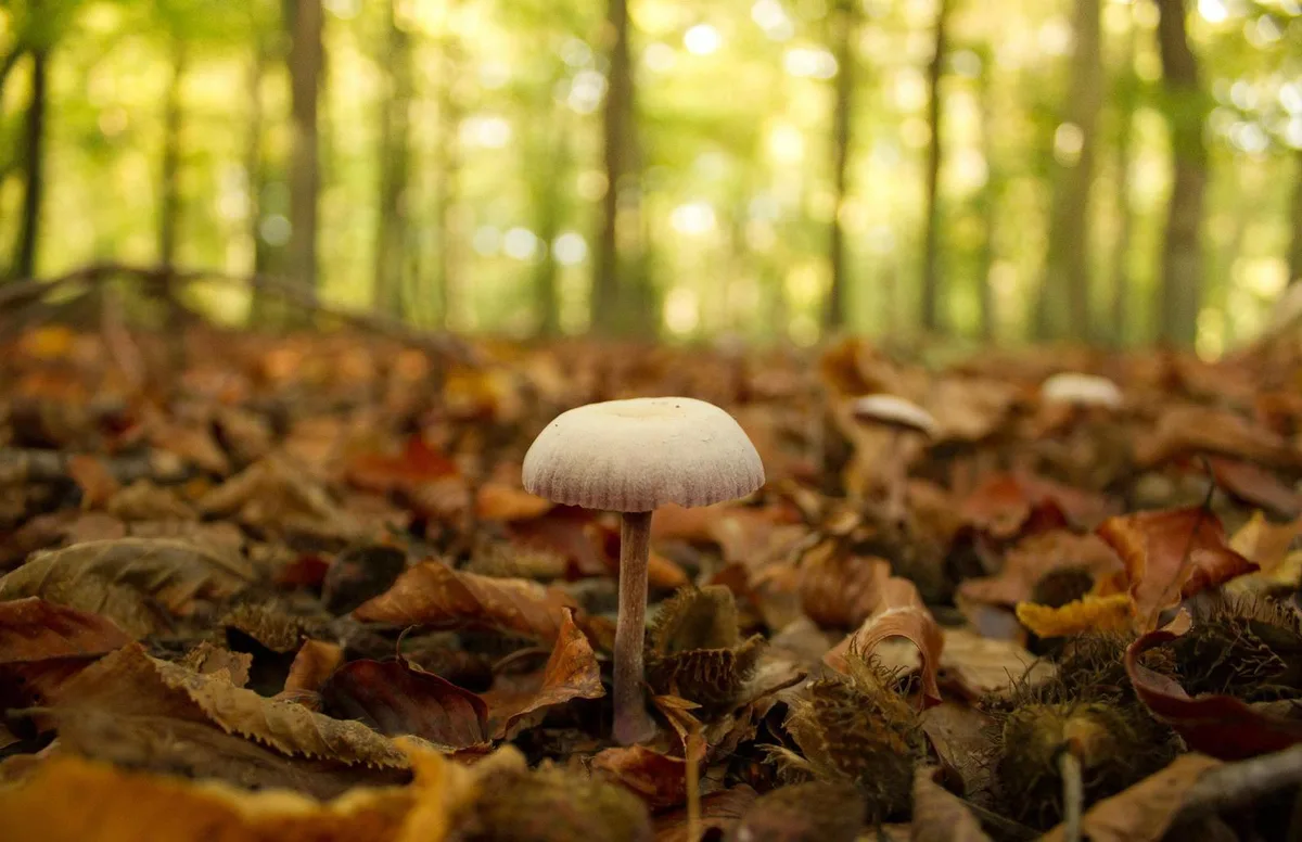 Pilze können eine Gefahr für den Konsumenten darstellen. (Bild: Christian Heinze  / pixelio.de)