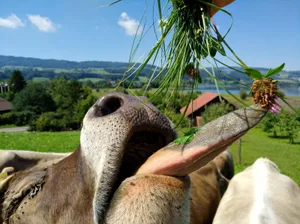 kuhfutter Ivo Greutert hat diese Kuh beim Fressen fotografiert. (Ivo Greutert)