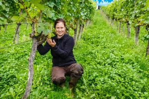 uster_13092017_rebberg_naz-17 Winzermeisterin Eveline Heusser zeigt eine Traube der Rebsorte Riesling-Silvaner. (Bilder: Nicolas Zonvi), Zwischen den Rebzeilen lesen., Vom kleinen Harass ins grosse Sammelbecken., Rund 500 Kilo fasst die grosse Kiste. Im Hintergrund ist der Motorschubkarren zu sehen., Zwischen den Rebzeilen lesen., Schöner Ausblick auf die Burg ist beim Weinlesen inklusive., Riesling-Silvaner gilt als frühreife Traube, Traube für Traube wird geerntet. Stehengelassen werden nur die unreifen Trauben, auch Wintertrolle genannt., Traube für Traube wird geerntet. Stehengelassen werden nur die unreifen Trauben, auch Wintertrolle genannt., Auch Zunftmeister Peter Kühne packt mit an.