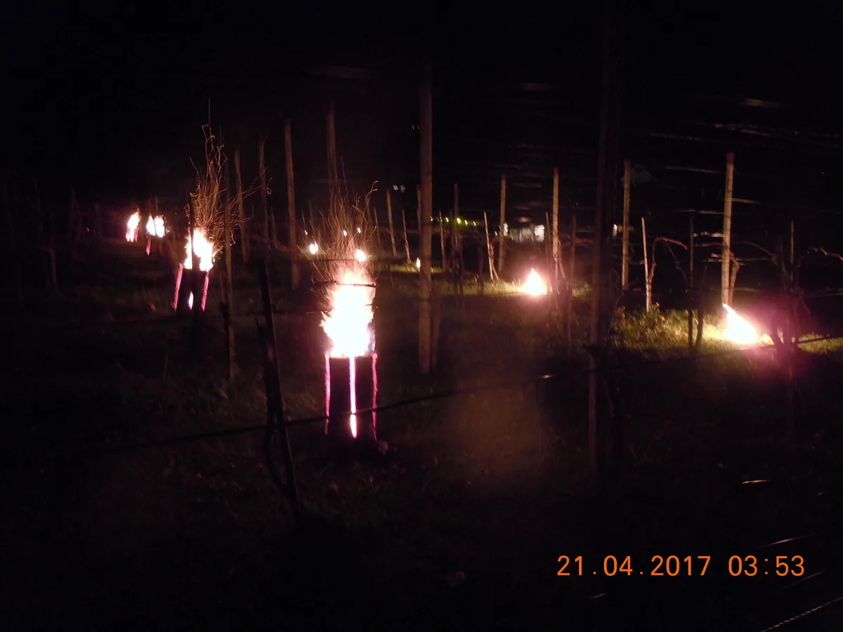 Finnenkerzen sind nicht nur für ein schönes nächtliches Lichtspiel gut, in diesem Fall dienten sie dem Frostschutz der Weintrauben (Bilder: zvg), Am Morgen brennen die Feuerstellen immer noch., Die meisten Knospen haben die Nacht überlebt., Die Temperaturen sind am Morgen immer noch unter dem Gefrierpunkt.