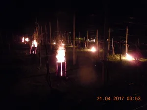 dscn8658 Finnenkerzen sind nicht nur für ein schönes nächtliches Lichtspiel gut, in diesem Fall dienten sie dem Frostschutz der Weintrauben (Bilder: zvg), Am Morgen brennen die Feuerstellen immer noch., Die meisten Knospen haben die Nacht überlebt., Die Temperaturen sind am Morgen immer noch unter dem Gefrierpunkt.