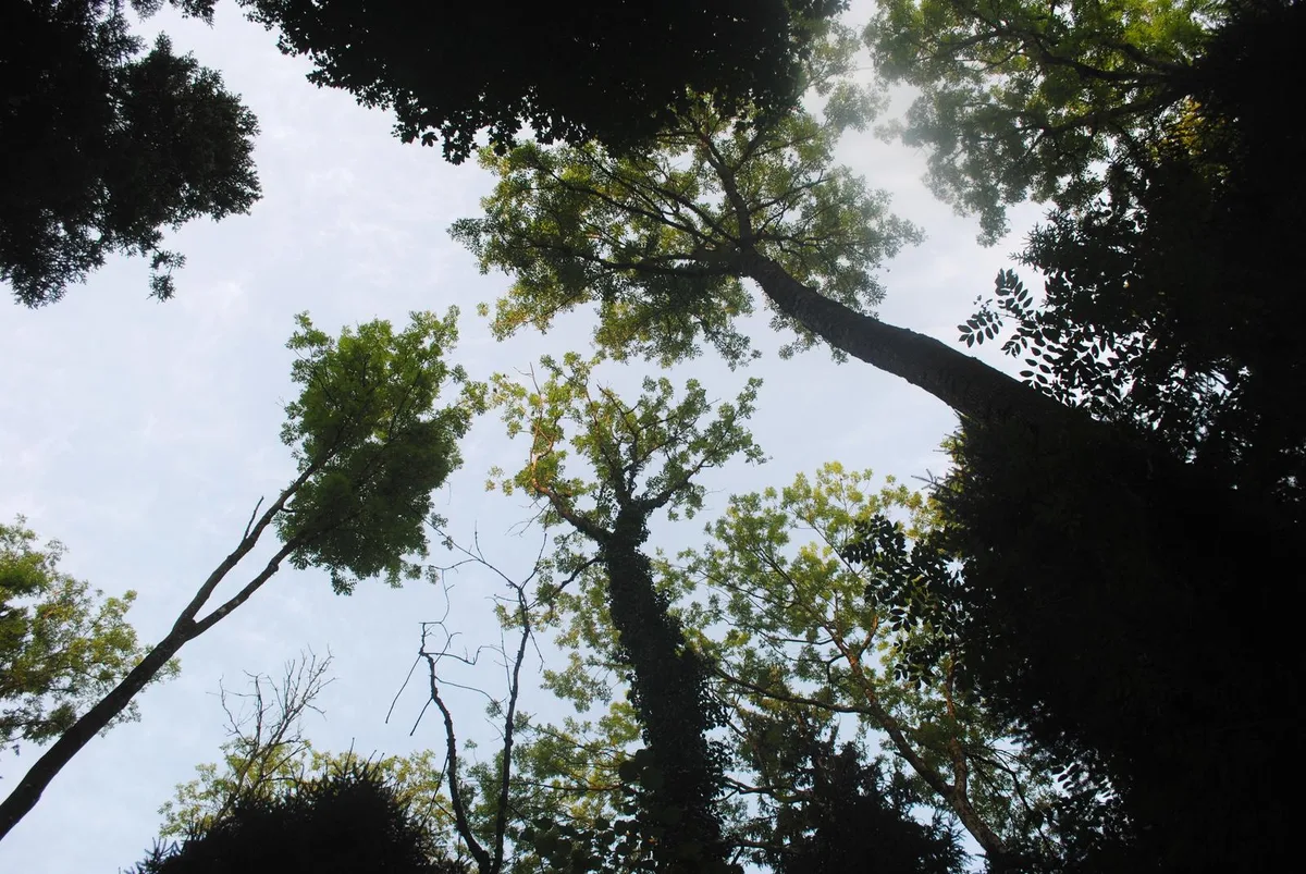 Die Esche mit ihren charakteristischen Blättern ist der zweithäufigste Laubbaum im Wald. (Bild: Manuel Reimann)