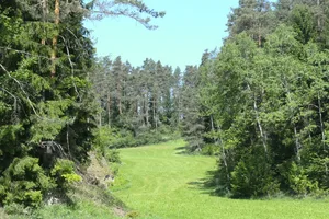 25_590841_original_r_k_b_by_marc_tollas_pixelio-de_ In einer Waldlichtung bei Pfäffikon war ein Senior nackt herumgelaufen. (Symbolbild: Marc Tollas/Pixelio.de)