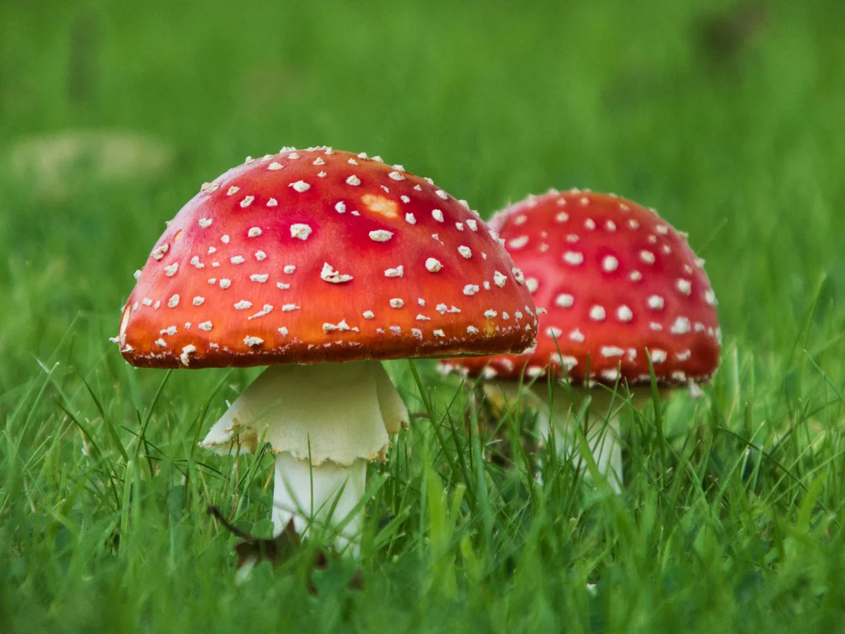 Giftig oder nicht? Nicht jeder Pilz ist so eindeutig zu identifizieren, wie dieser. (Bild: Lisa Spreckelmeyer/pixelio.de)