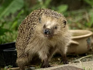 384769_web_r_k_b_by_falk_bluemel_pixelio-de_ Der Igel - ein faszinierendes Tier. (Bild: Mensi/Pixelio.de), Yvonne Rudin ist Fachmitarbeiterin im Tierschutzverein Winterthur und Umgebung. (Bild: zvg), Weil sie so süss sind, hier noch einige Igel-Bilder. (Bild: Falk Bluemel/Pixelio.de), Weil sie so süss sind, hier noch einige Igel-Bilder. (Bild: Sabine Fischer/Pixelio.de), Weil sie so süss sind, hier noch einige Igel-Bilder. (Bild: Sabine Flaisch/Pixelio.de), Weil sie so süss sind, hier noch einige Igel-Bilder. (Bild: Ich/Pixelio.de), Weil sie so süss sind, hier noch einige Igel-Bilder. (Bild: Woopi/Pixelio.de), Weil sie so süss sind, hier noch einige Igel-Bilder. (Bild: Nadine Kluth/Pixelio.de)