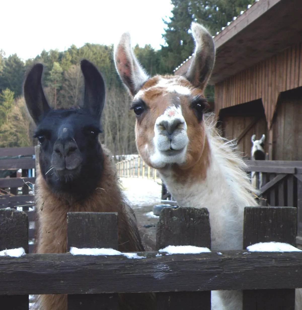 Eine Herde Lamas machte am Wochenende die Innenstadt von Winterthur unsicher. Die Tiere konnten sicher wieder eingefangen werden.

(Symbolbild: Renate Gerstenberg  / pixelio.de)