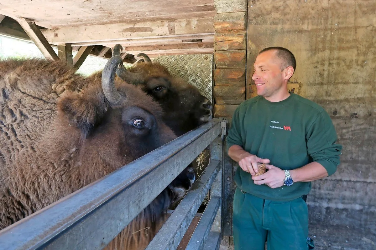 Thomas Rothlin, der Wildparkleiter, mit zwei Wisent-Damen. 

(Bild: Nicole Hasler)