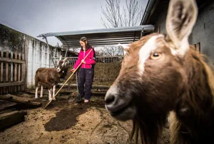 egg_16112017_freiwilligeneinsatzhofnarr_sbo_6_preview Hauptsache nahe bei den Tieren: Raffaela Zaugg geniesst die Zeit bei den Ziegen – auch wenn die Arbeit nicht glamourös ist. (Bild: Seraina Boner), Hauptsache nahe bei den Tieren: Raffaela Zaugg geniesst die Zeit bei den Ziegen – auch wenn die Arbeit nicht glamourös ist. (Bild: Seraina Boner), Hauptsache nahe bei den Tieren: Raffaela Zaugg geniesst die Zeit bei den Ziegen – auch wenn die Arbeit nicht glamourös ist. (Bild: Seraina Boner), Hauptsache nahe bei den Tieren: Raffaela Zaugg geniesst die Zeit bei den Ziegen – auch wenn die Arbeit nicht glamourös ist. (Bild: Seraina Boner)