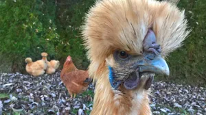 foto_huhn Das neugierige Huhn machte das Rennen. (Eva Schudel)