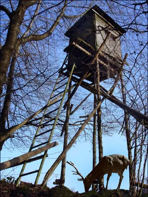451259_original_r_k_b_by_margot_kessler_pixelio-de_ Holzbauten wie dieses Jägerhäuschen sind Ziele der Sabotageakte von Tierschützern (Bild: Margot Kessler/pixelio.de)