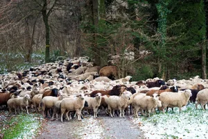 schafherde_2 Diesen Stau im Wald hat Leser Erwin Jenni im Bild festgehalten. (Erwin Jenni)