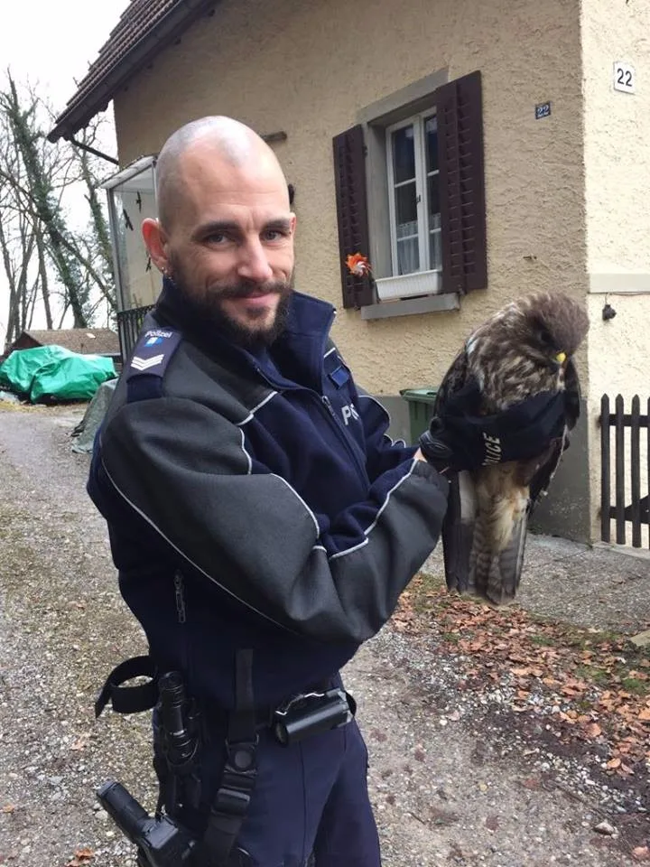 26903969_1579744078767792_8530460554855845384_n Einmal für einen Räuber im Einsatz: Ein Ustermer Stadtpolizist mit dem geretteten Raubvogel. (Foto zvg)