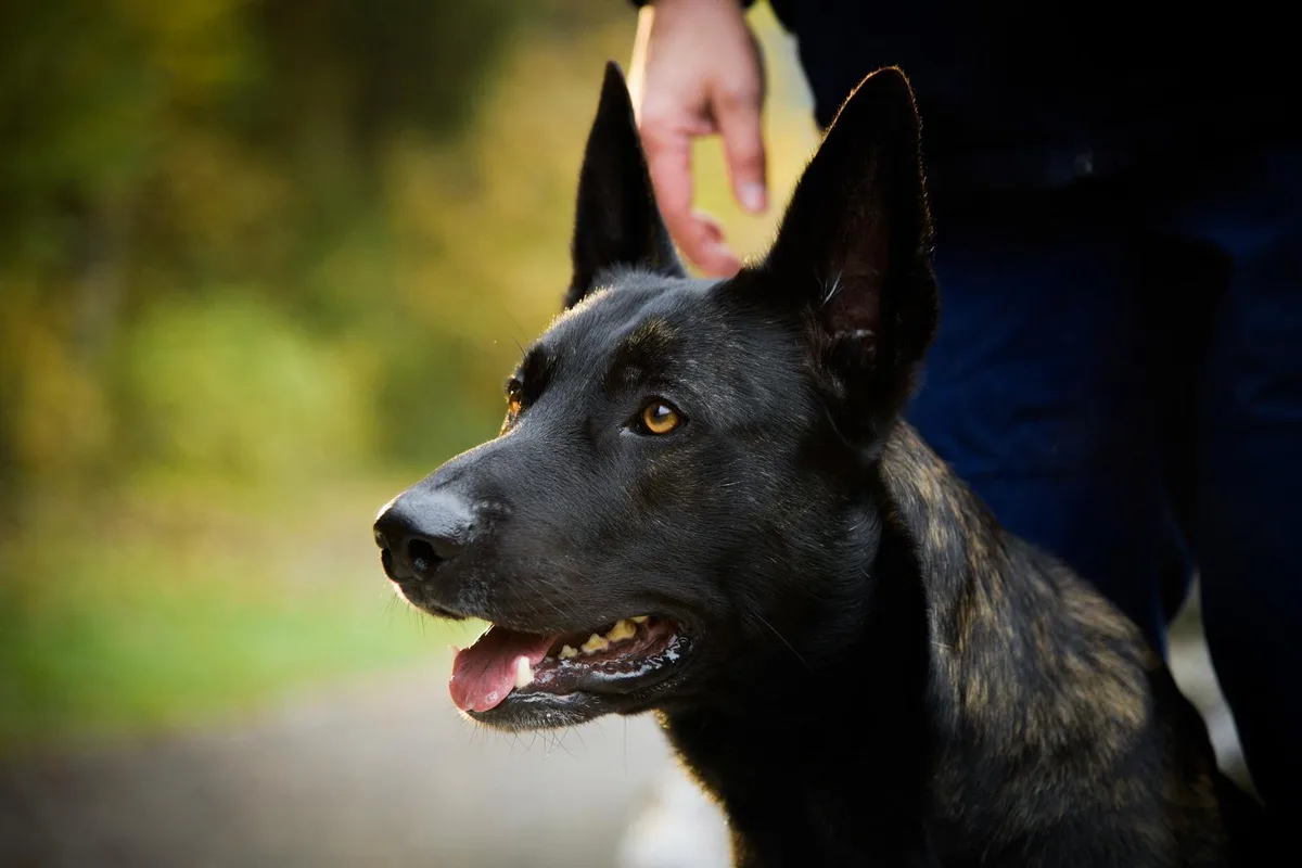 Rocky ist seit fünf Jahren im Dienst der Stadtpolizei Winterthur. 

(Foto: Stadtpolizei Winterthur) , Der holländische Schäferhund wurde zum Schutzhund ausgebildet. 

(Foto: Stadtpolizei Winterthur) , Sein Führer und Besitzer Stephan Matt (hält den Hund fest) ist seit dem Jahr 2000 ausgebildeter Hundeführer. Rocky ist sein zweiter Diensthund. 

(Foto: Stadtpolizei Winterthur) , Die Einsatzgebiete von Rocky sind unter anderem Einbrüche, Personen- und Gegenstandssuche.

(Foto: Stadtpolizei Winterthur) , Der Vierbeiner muss jährlich eine Prüfung absolvieren, damit er weiterhin als diensttauglich gilt.  

(Foto: Stadtpolizei Winterthur) , Der Schutzhund muss bei einem flüchtenden Einbrecher reagieren und diesen angreifen. 

(Foto: Stadtpolizei Winterthur)