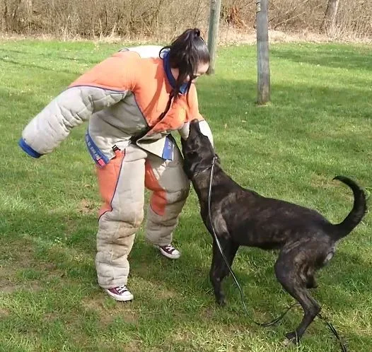 rocky_angriff Rocky liess bei seinem Angriff nicht locker, egal wie sich Talina Steinmetz zu wehren versuchte. (Foto: Screenshot Video) , Der Hund und Redaktorin Talina Steinmetz hatten sich nach dem Einsatz wieder lieb. (Foto: Simon Grässle), So lieb, dass Rocky zum Schmusehund wurde. (Foto: Simon Grässle) , Der Einsatz hinterliess einige Spuren. (Foto: Christian Saggese)