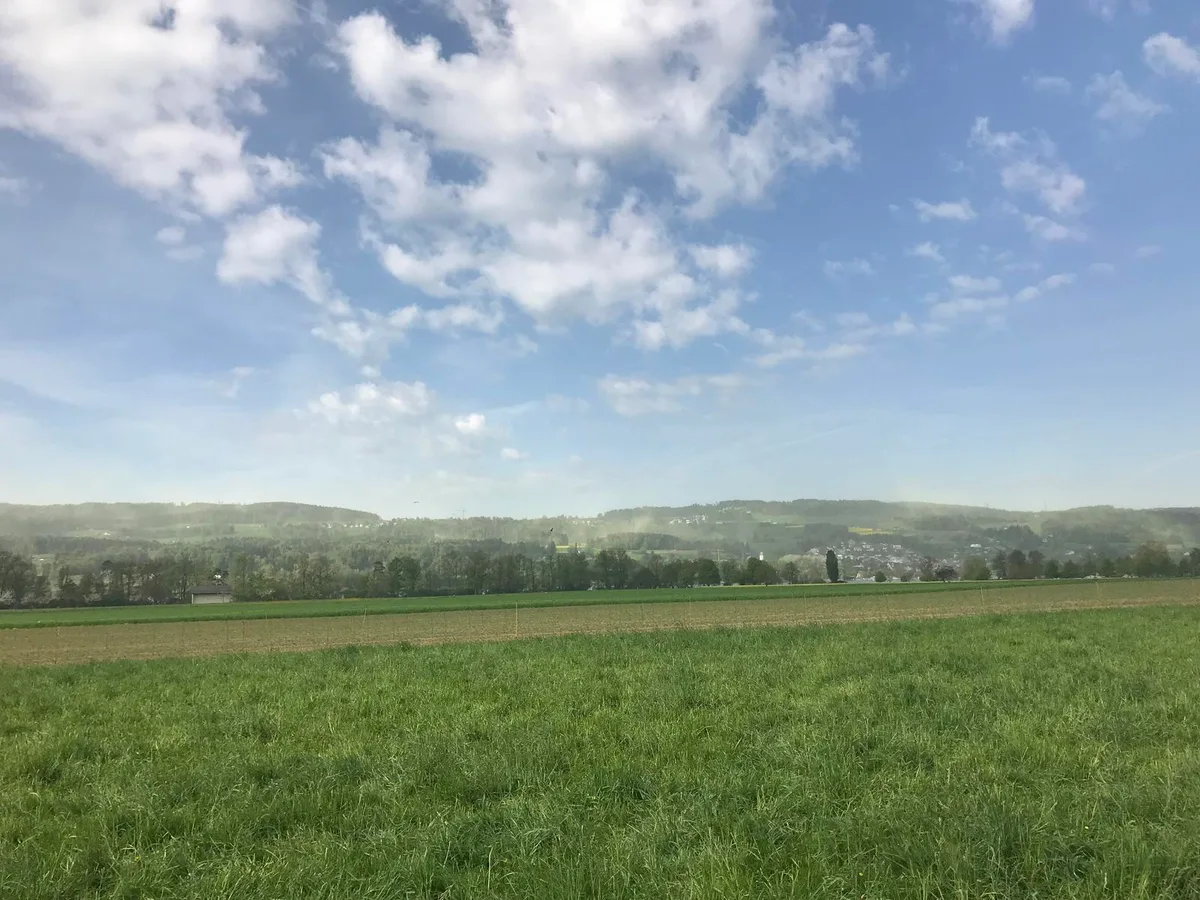 Pollensturm über der Forch. (Foto: Markus Heinzer), Pollensturm über der Forch. (Foto: Markus Heinzer), Bereits sind neben Nadel- und Laubbaumpollen auch Gräserpollen in der Luft. (Foto: Michael Küpfer), Pollensturm über der Forch. (Foto: Markus Heinzer), Pollensturm über der Forch. (Foto: Markus Heinzer)