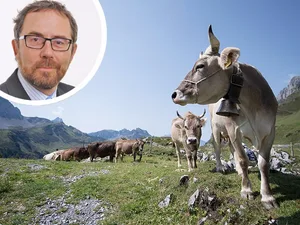 https-zueriost-ch-sites-default-files-media-2018-06-06-combo_kuh-jpg Kuhhörner haben in der Verfassung nichts verloren, findet Chefredaktor Christian Brändli. (Foto: key/PD)