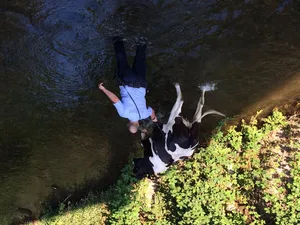 kuhuster_0 Die Kuh konnte mit der Hilfe der Stadtpolizei und engagierten Anwohnern aus ihrer misslichen Lage befreit werden. (Foto: Leserreporter), Die Kuh konnte mit der Hilfe der Stadtpolizei und engagierten Anwohnern aus ihrer misslichen Lage befreit werden. (Foto: Stadtpolizei Uster)