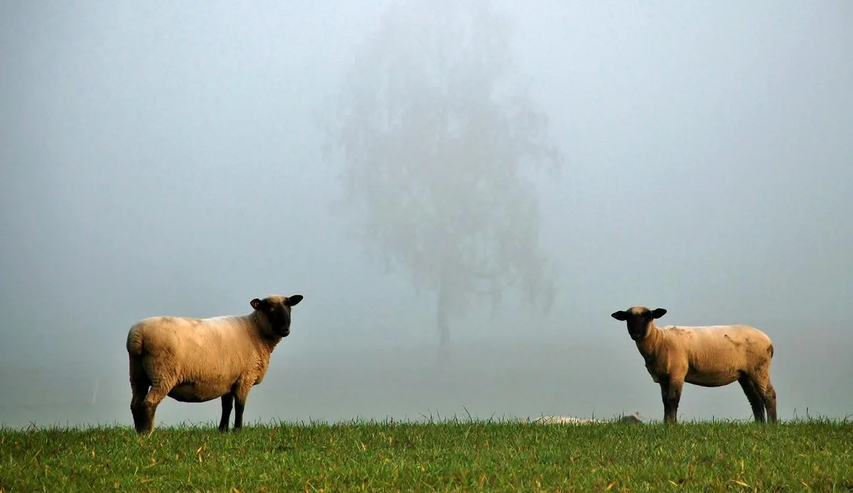 nebel_02 Platz 1 mit 80 Stimmen: Schafe im Nebel, Platz 2 mit 55 Stimmen: Der erste Frost am Lützelsee, Platz 3 mit 22 Stimmen: Das wenige Wasser im Kemptner Tobel, aufgenommen mit Langzeitbeleuchtung, Platz 4 mit 12 Stimmen: Einer bleibt stehen, Platz 5 mit 8 Stimmen: Abendsonne an der ausgetrockneten Töss