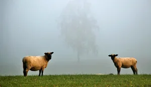 nebel_02 Platz 1 mit 80 Stimmen: Schafe im Nebel, Platz 2 mit 55 Stimmen: Der erste Frost am Lützelsee, Platz 3 mit 22 Stimmen: Das wenige Wasser im Kemptner Tobel, aufgenommen mit Langzeitbeleuchtung, Platz 4 mit 12 Stimmen: Einer bleibt stehen, Platz 5 mit 8 Stimmen: Abendsonne an der ausgetrockneten Töss