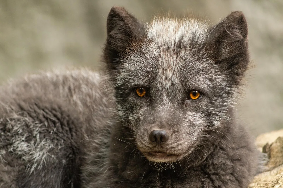 arctic-fox-3743816 Das Fell des Polarfuchs wird sehr häufig für die Herstellung von Pelzmode verwendet., Auch Nerze sind in der Pelzindustrie beliebt. Die Tiere leiden Höllenqualen, während man ihnen ihr Fell entfernt.
