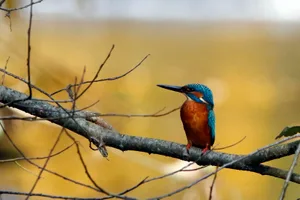 _g0a9279-bearb Platz 1 mit 419 Stimmen: Eisvogel an der Jona, Platz 2 mit 313 Stimmen: Paragliding in den Sonnenuntergang, Platz 3 mit 39 Stimmen: Weihnachtlicher Wald beim Holzibergweiher, Platz 4 mit 29 Stimmen: Winterfütterungsvorbereitungen in Bauma, Platz 5 mit 25 Stimmen: Abendstimmung über Rüti