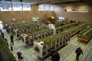 106a0793 In der neuen Regenbogenhalle in Kollbrunn feierte der ornithologische Verein Weisslingen sein 75-Jahre-Jubiläum., In den vom Verein aufgestellten Nistkästen wurden Kameras augestellt, um die Vögel zu beobachten. Hier ein Falke., Verschiedene Maisenarten haben sich in den Kästen eingenistet und ihren Nachwuchs aufgezogen.