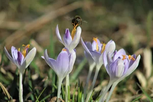 img_2743_1 Platz 1 mit 78 Stimmen: Frühlingserwachen - erste Krokusse und eine erste Biene, Platz 2 mit 46 Stimmen: Sonnenuntergang oberhalb von Hinwil, Platz 3 mit 34 Stimmen: Märchenhafte Stimmung auf dem Pfannenstiel, Platz 4 mit 23 Stimmen: «Februarglöggli» im eigenen Garten , Platz 5 mit 13 Stimmen: Der Frühling scheint nicht mehr weit zu sein