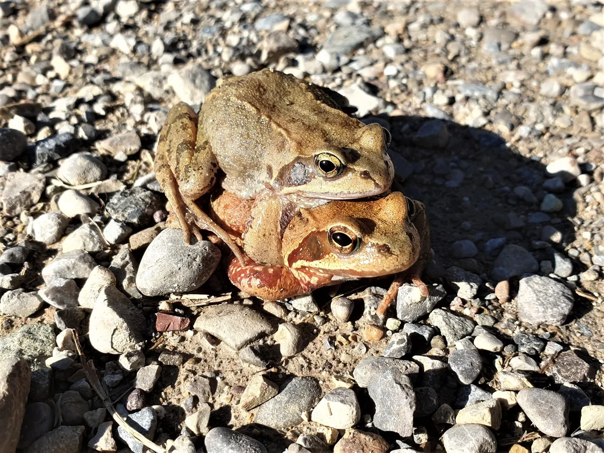 Platz 1 mit 53 Stimmen: Frühlingsgefühle am Tössufer in Saland, Platz 2 mit 42 Stimmen: Krokus-Frühling in Effretikon, Platz 3 mit 22 Stimmen: Graureiher mit Frosch beim Eisweiher in Wald, Platz 4 mit 17 Stimmen: Die Schönheit der Natur - Mahonien im Regen, Platz 5 mit 9 Stimmen: Sonnenuntergang über dem Pfannenstiel