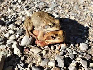 fruehlingsgefuehle_2 Platz 1 mit 53 Stimmen: Frühlingsgefühle am Tössufer in Saland, Platz 2 mit 42 Stimmen: Krokus-Frühling in Effretikon, Platz 3 mit 22 Stimmen: Graureiher mit Frosch beim Eisweiher in Wald, Platz 4 mit 17 Stimmen: Die Schönheit der Natur - Mahonien im Regen, Platz 5 mit 9 Stimmen: Sonnenuntergang über dem Pfannenstiel