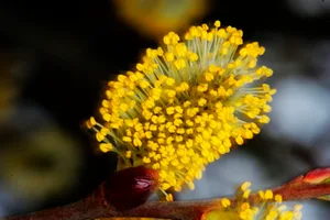0779693 Im April versprühen besonders viele Pflanzen ihre Pollen.