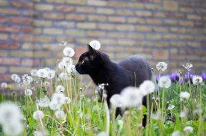 pixabay_black-2365741_960_720 Als Katzen in seinem Garten herumstrielten, griff ein Senior zum Luftgewehr. Dafür muss er nun zahlen. (Symbolfoto: Pixabay)