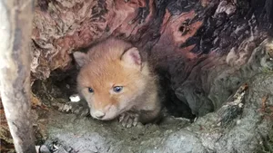 karin_inauen2 Platz 1 mit 62 Stimmen: Ein Füchslein guckt aus seinem Versteck, Platz 2 mit 52 Stimmen: Katzenyoga in Auslikon, Platz 3 mit 29 Stimmen: seltsame Kuh bei Tann-Dürnten, Platz 4 mit 24 Stimmen:Abendausgang für die Dachsenfamilie, Platz 5 mit 11 Stimmen: Rehkitz im Tösstal