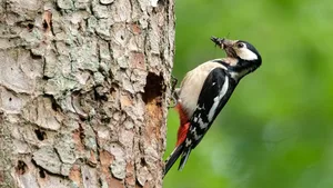 andrea_fosco3 Platz 1 mit 61 Stimmen: Ein Buntspechtweibchen vor seinem Nest, Platz 2 mit 32 Stimmen: Weinende Maiglöcklein, Platz 3 mit 20 Stimmen: Eine Blitzentladung auf der Vorderseite eines Gewitters, Platz 4 mit 11 Stimmen: Frisch gemähte Felder, Platz 5 mit 9 Stimmen: Eine Ente mit ihrem eigenen See