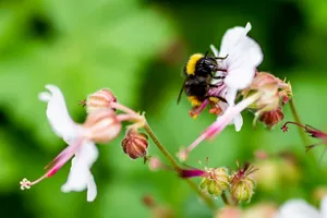 hinwil_29052018_waldwetzikon_crm_12 Mit den eingereichten Initiativen wollen die Grünen auf den Schwund der Artenvielfalt hinweisen. , Wie die Zunahme der Bienenpopulation praktisch verwirklicht wird, zeigte ein Künstler einst auf einem Mönchaltorfer Grab.