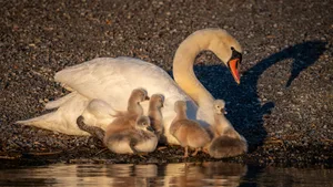 armando_morgante Platz 1 mit 88 Stimmen: Die Schwanenfamilie, Platz 2 mit 44 Stimmen: Morgenstimmung am Greifensee, Platz 3 mit 34 Stimmen: Eine Ringelnatter geniesst die Morgensonne, Platz 4 mit 17 Stimmen: der Gänsemarsch, Platz 5 mit 9 Stimmen: Knallige Zauneidechse sonnt sich