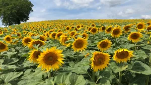 ruedi_nuessli Platz 1 mit 46 Stimmen: Sonnenblumenfeld bei Adlikon, Platz 2 mit 35 Stimmen: Grüne Oase bei Russikon, Platz 3 mit 32 Stimmen: Beim Kemptner Tobel, Platz 4 mit 16 Stimmen: Heugümper auf einer Ringelblume, Platz 5 mit 9 Stimmen: Sonnenuntergang bei Mönchaltorf