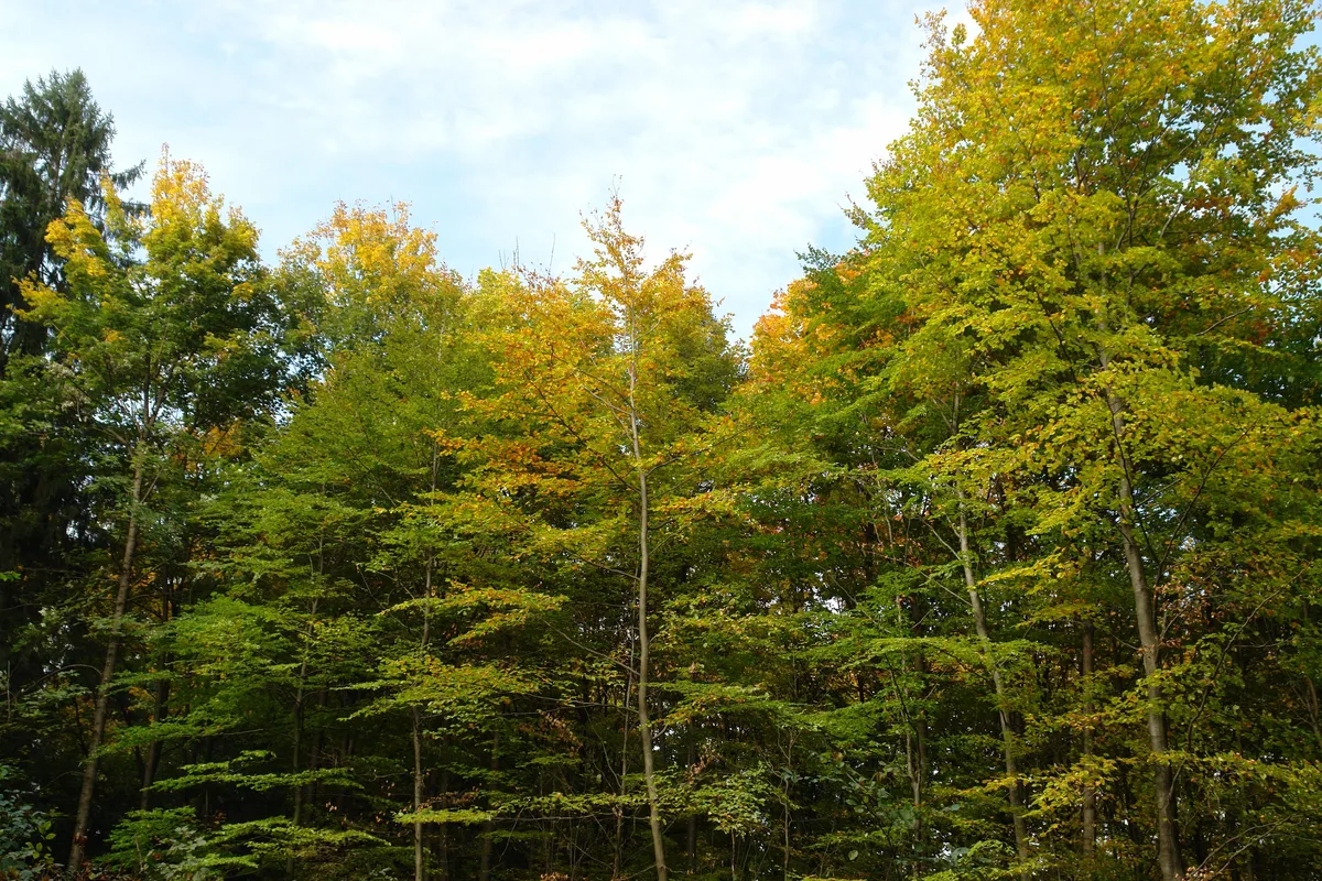 Der Oberländer Wald ist zumeist in Privatbesitz., Im vergangen Jahr war der Hinwiler Wald vom Borkenkäfer befallen., Käferbefall reduziert den Wert des Holzes um etwas zwei Drittel des ursprünglichen Preises., Kreisforstmeister Res Guggisberg (rechts) ist ein Kenner des Oberländer Waldes und Privatwaldbesitzer., Von Gesetz wegen muss der Privatwald nicht gepflegt werden., In der Vergangenheit verursachten auch immer wieder Stürme Schäden im Wald., Auch Schutzwald ist in Privatbesitz.