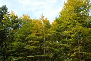 archiv_ii Der Oberländer Wald ist zumeist in Privatbesitz., Im vergangen Jahr war der Hinwiler Wald vom Borkenkäfer befallen., Käferbefall reduziert den Wert des Holzes um etwas zwei Drittel des ursprünglichen Preises., Kreisforstmeister Res Guggisberg (rechts) ist ein Kenner des Oberländer Waldes und Privatwaldbesitzer., Von Gesetz wegen muss der Privatwald nicht gepflegt werden., In der Vergangenheit verursachten auch immer wieder Stürme Schäden im Wald., Auch Schutzwald ist in Privatbesitz.
