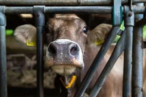20_seraine_boner Ein Landwirt, der seine Kühe mangelhaft versorgte, musste sich vor Gericht verantworten.