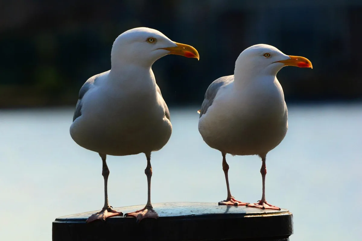 sea-gull-4256023_1920 Möwen kennen nur wenig Skrupel, wenns um Essensklau geht.