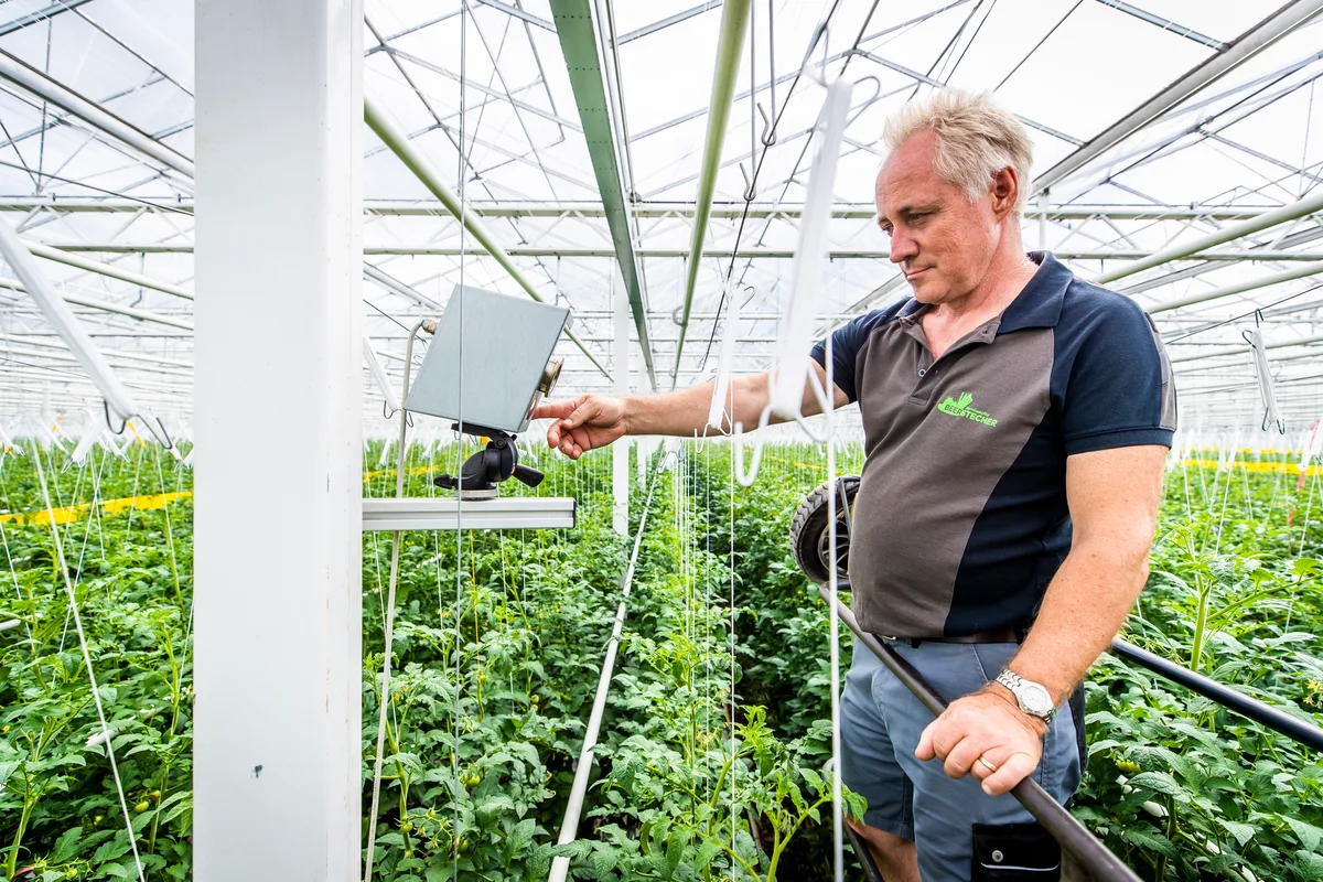 wirtschaft_11072018_smartfarming_crm_1 Thomas Beerstecher produzierte zu viel Fenchel (hier bei der Tomatenproduktion). , Das Ergebnis der Überproduktion kam in einem Feld am Strassenrand von Dübendorf zu liegen., Ein Fenchel, der den Schönheitsvorstellungen der meisten Anbieter entspricht.