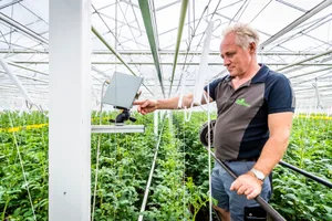 wirtschaft_11072018_smartfarming_crm_1 Thomas Beerstecher produzierte zu viel Fenchel (hier bei der Tomatenproduktion). , Das Ergebnis der Überproduktion kam in einem Feld am Strassenrand von Dübendorf zu liegen., Ein Fenchel, der den Schönheitsvorstellungen der meisten Anbieter entspricht.