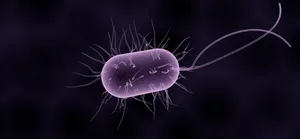 bacteria Spezielle Moleküle bringen Bakterien zum Leuchten.