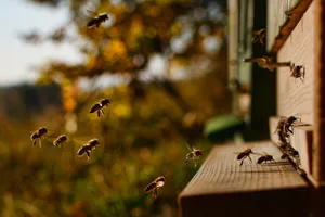 honey-bee-2860488_mtajmr Die Mönchaltorfer haben am Montagabend die «Bienen-Initiative» angenommen., Projekte zur Förderung und Schutz der Artenvielfalt werden damit von 2021 bis 2023 mit jährlich 70'000 Franken finanziert., Auch der Feldhase soll so wieder vermehrt auf den Mönchaltorfer Wiesen anzutreffen sein., Ebenfalls grosszügig zeigten sich die Stimmberechtigten bei der Finanzierung der Klassenassistenzen.