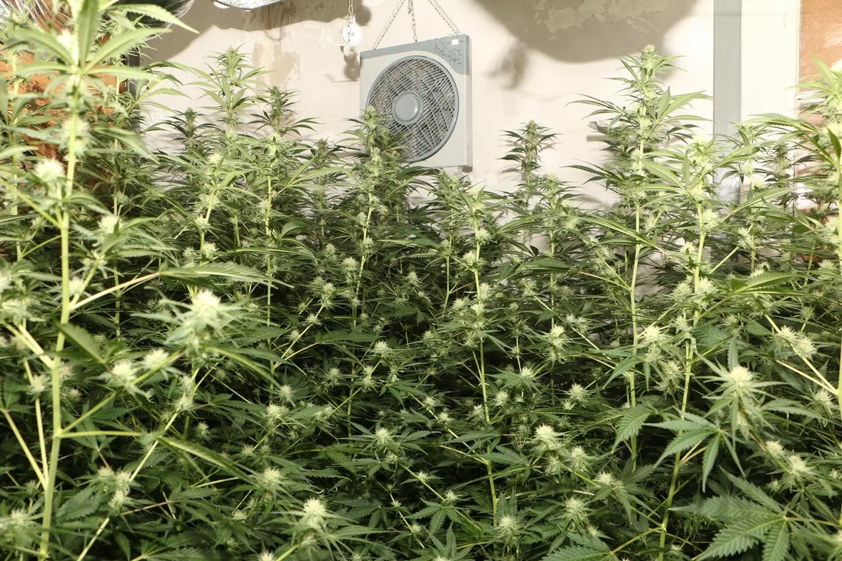 Ein Tösstaler, der im Keller seines Hauses eine Hanfplantage betrieben hatte, ist verurteilt worden.