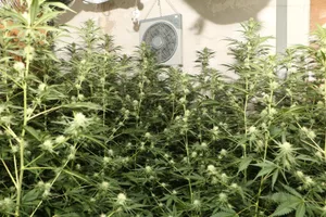 hanf_kpzh_17_8_17 Ein Tösstaler, der im Keller seines Hauses eine Hanfplantage betrieben hatte, ist verurteilt worden.