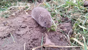 vole-688254 Bei den Bauern ist die Wühlmaus nicht gerne gesehen., Schädlingsbekämpfer wie Urs Aeberhard setzen unter anderem auf Schlagfallen., Für Katzen sind die Nager oft Spielzeug und werden nur selten verspeist. Für die Mäuse endet die Begegnung dennoch meist tödlich, Solche Hügel sind im Oberland derzeit häufiger zu sehen. Sie können von Mäusen oder Maulwürfen stammen.