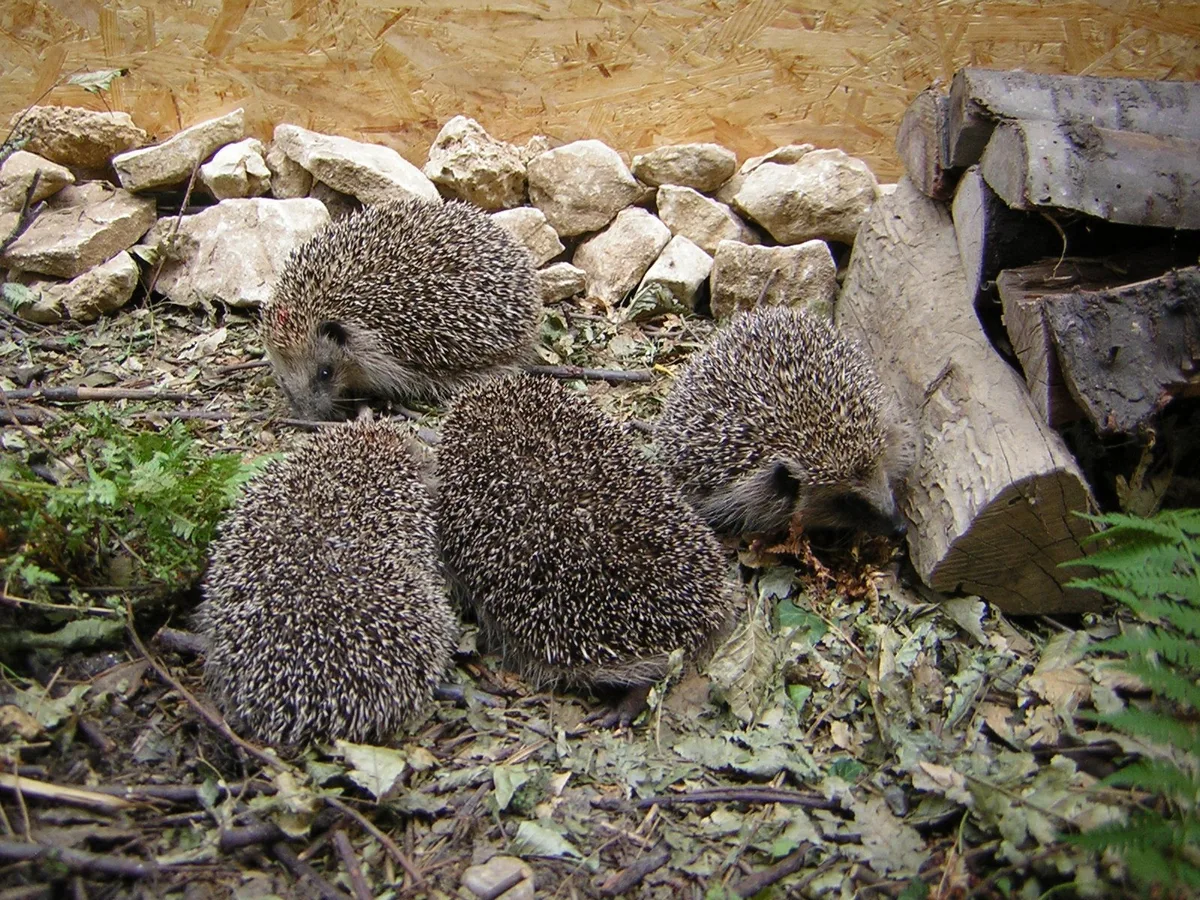 2145679 Werden Igel angefüttert, merken sie sich das - und kehren zum entsprechenden Haushalt zurück.
