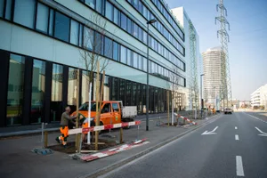 duebendorf_19032020_baeumegepflanzt_sbo_8_preview_1 Arbeiter der Stadtgärtnerei pflanzen die Mehlbeere ein., Rund um den Stamm werden einheimische Wildblumen spriessen.