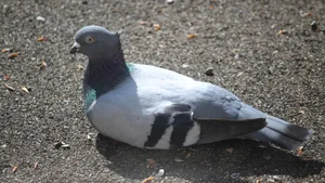 taube_silvan2 Lieber den Spatz in der Hand als die Taube auf dem Dach? Der Pfäffiker Silvan Hess hat momentan die Taube auf dem Balkon., Nackenspoiler oder Dachschaden? Der Hinterkopf der Taube gibt Hess zu denken. , Er vermutet, dass das Tier angegriffen wurde. , Er vermutet, dass das Tier angegriffen wurde.